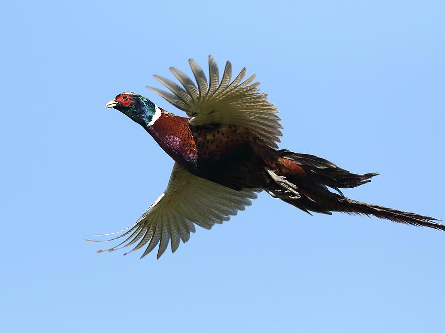 Ring-necked Pheasant in flight Photograph by Jacob Dingel - Fine Art ...