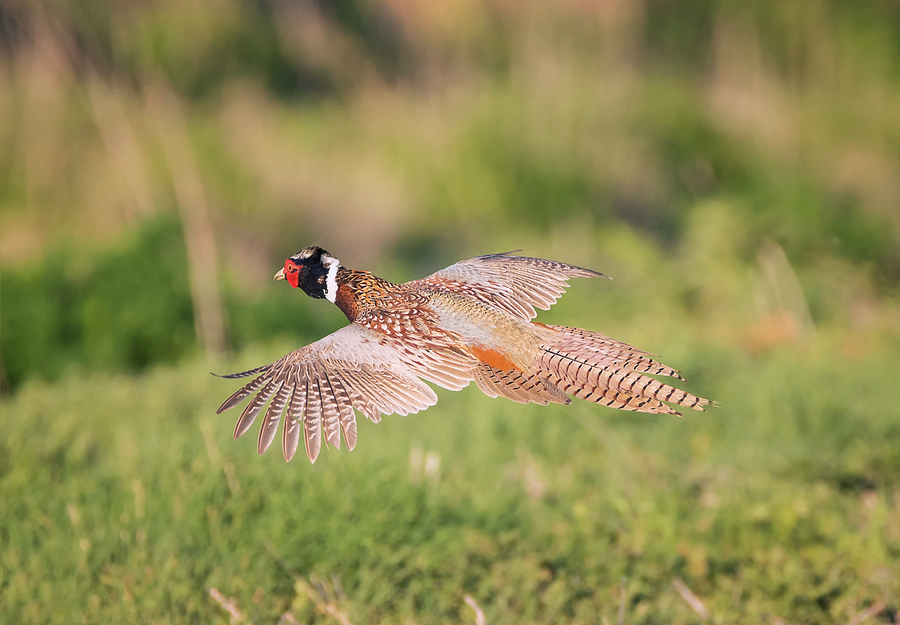 Ring Necked Pheasant in Flight Photograph by Loree Johnson
