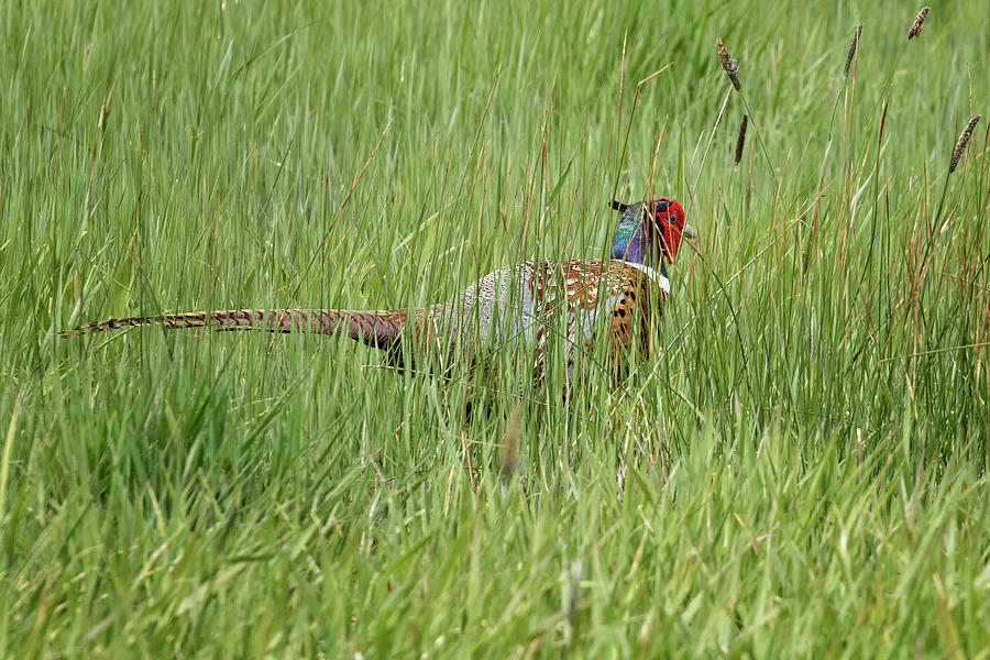 Ring-necked Pheasant in the Grass Photograph by Belinda Greb