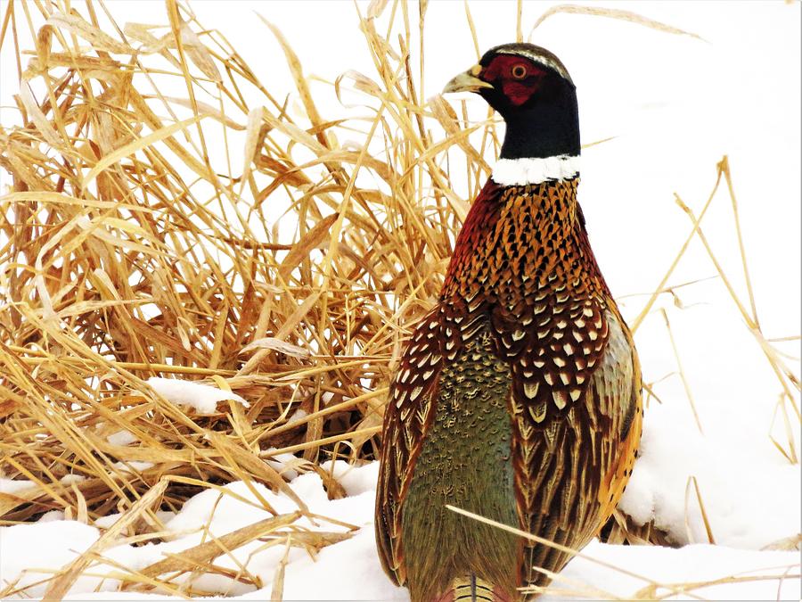 Ring-necked Pheasant in Winter  Photograph by Lori Frisch