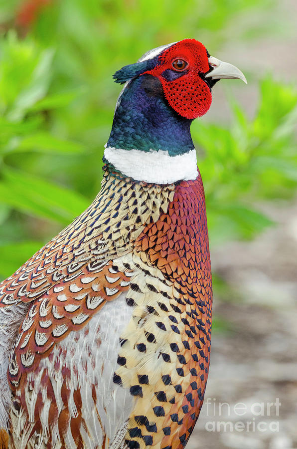 Ring-necked Pheasant Photograph by Kristine Anderson