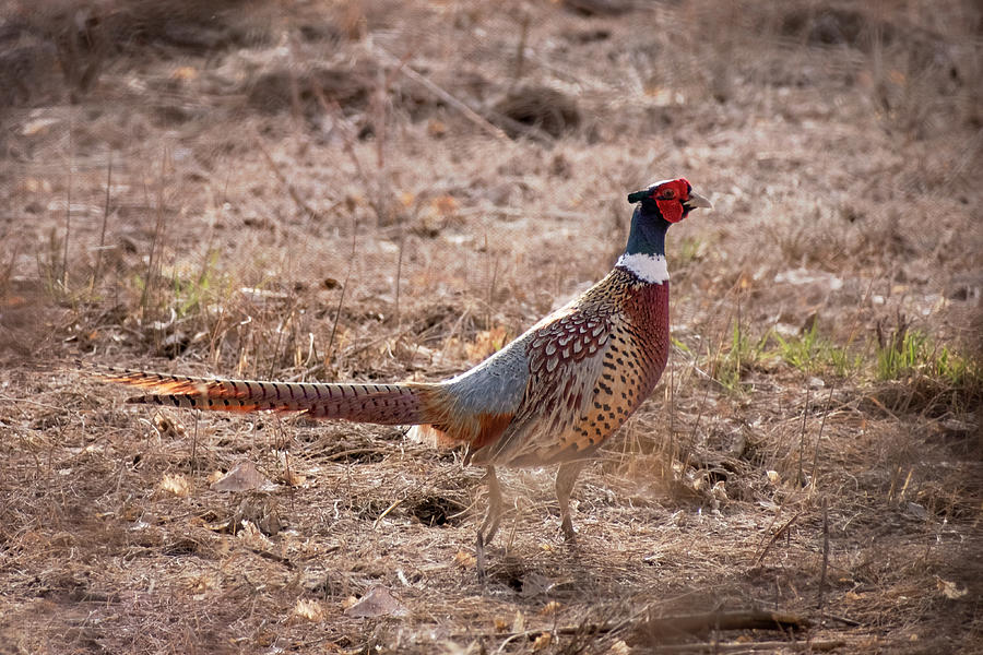 Ring Necked Pheasant Photograph by Mary Lee Dereske