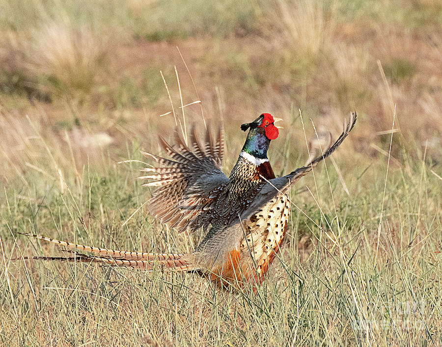 Ring-necked Pheasant Mating Posture Photograph by Dennis Hammer