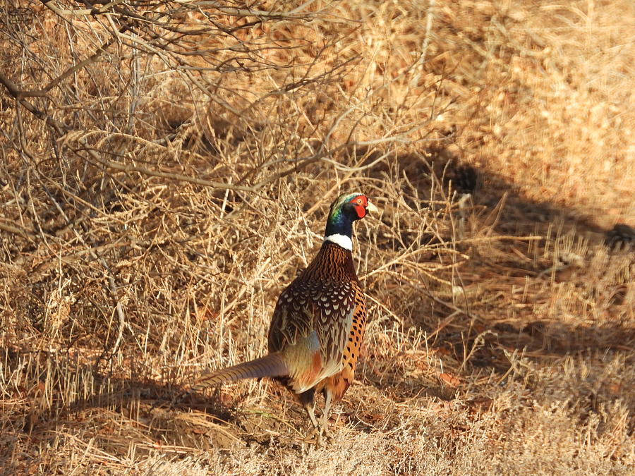 Ring Necked Pheasant Pause Photograph by Amanda R Wright