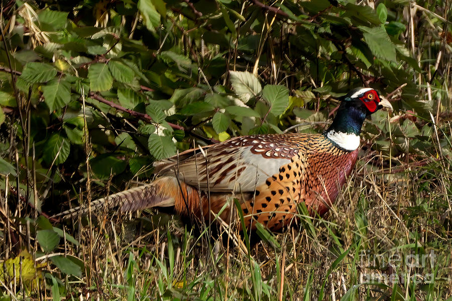 Ring-Necked Pheasant Photograph by Scott Cameron