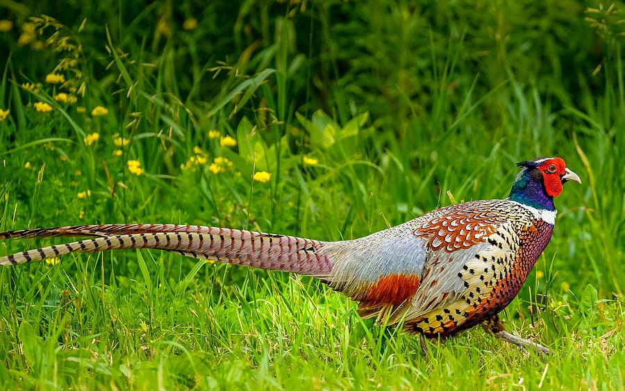 Ring-necked Pheasant Photograph by Susan Rydberg