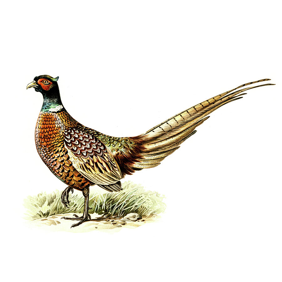 Pheasant Drawing - Ring-necked Pheasant  by Von Wright brothers