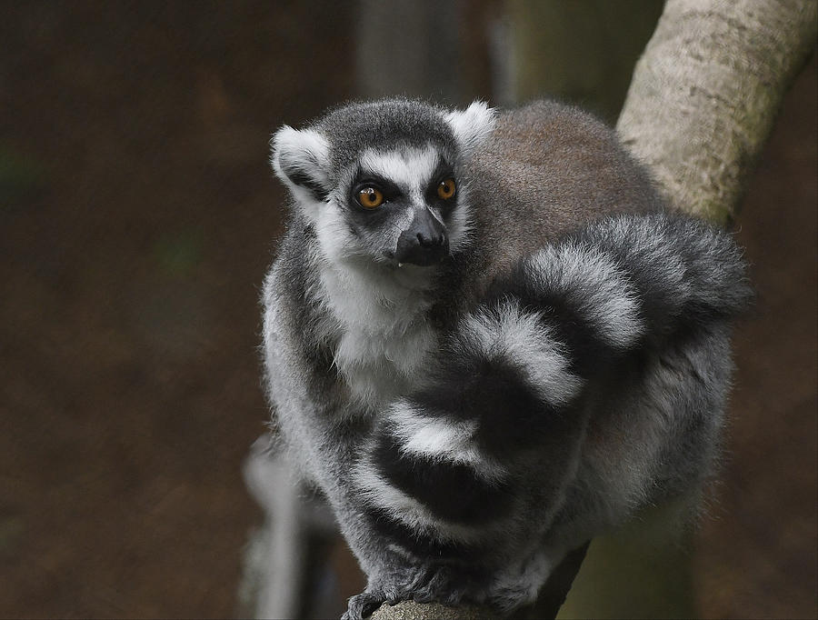 Ring Tailed Beauty Photograph by Fraida Gutovich - Fine Art America