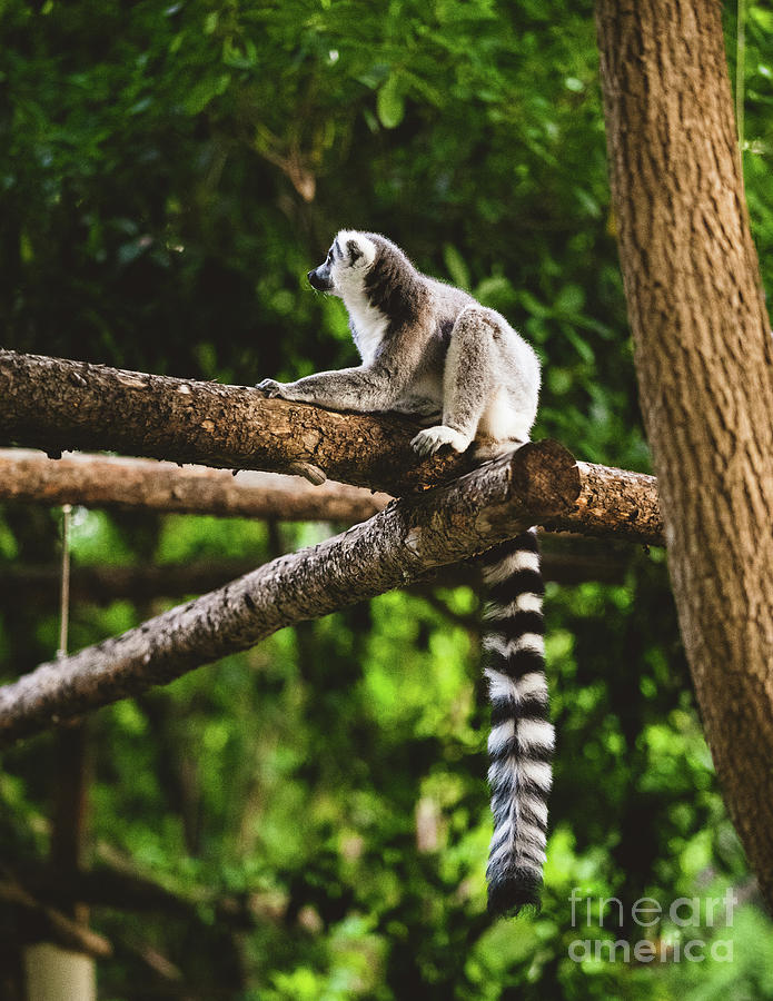 Ring tailed Lemur Catta sitting on a tree Photograph by Abigail Diane Photography