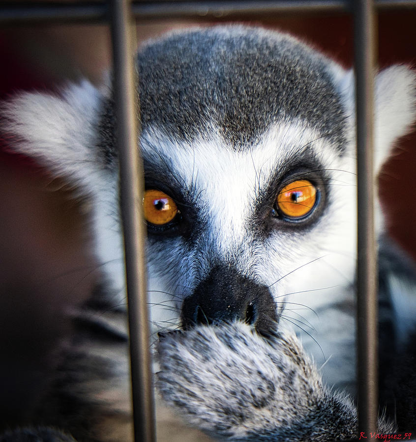 Ring Tailed Lemur Eating  Photograph by Rene Vasquez