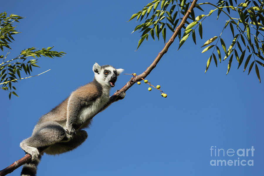 Wildlife Photograph - Ring-Tailed Lemur by Eva Lechner