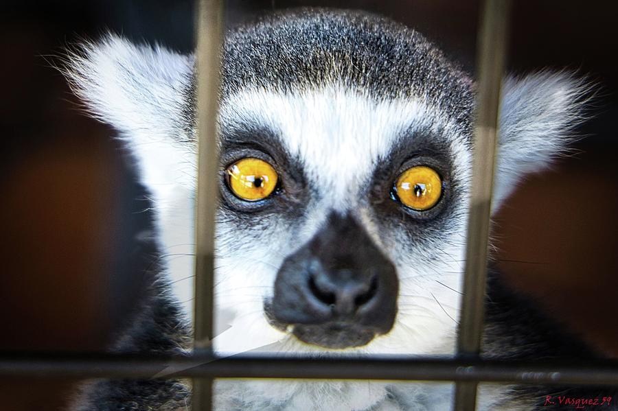 Ring Tailed Lemur Eyes. Photograph by Rene Vasquez