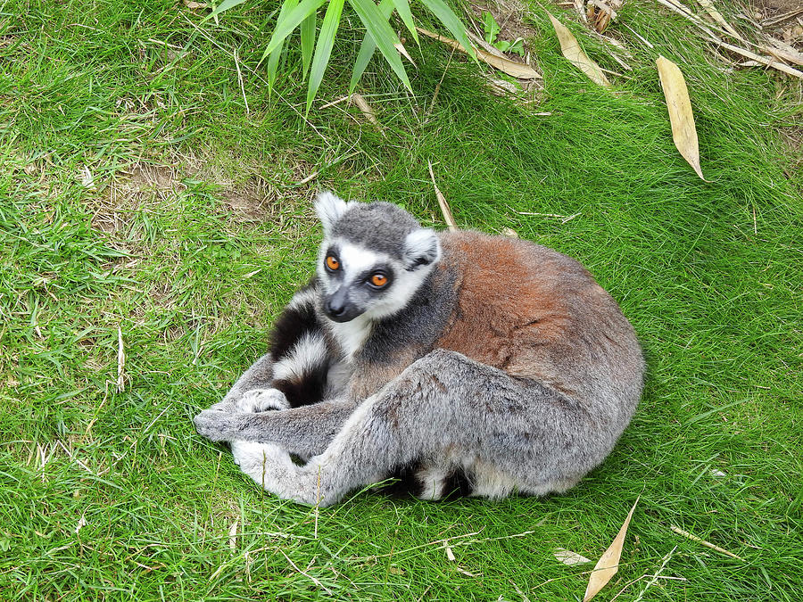 Ring Tailed Lemur Holding Its Feet And Tail Photograph By Lisa Crawford