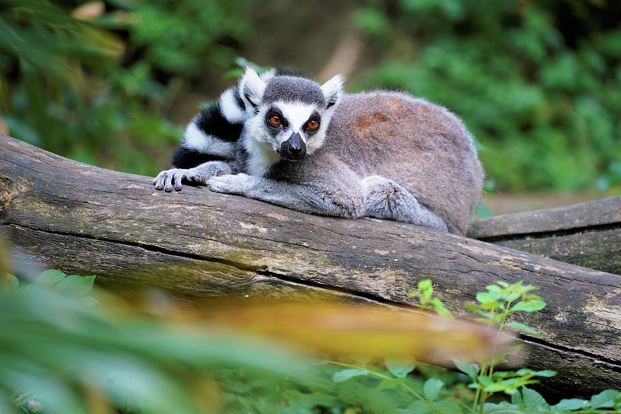 Ring tailed lemur in the Madagascar jungle Photograph by Wouter Van der ...