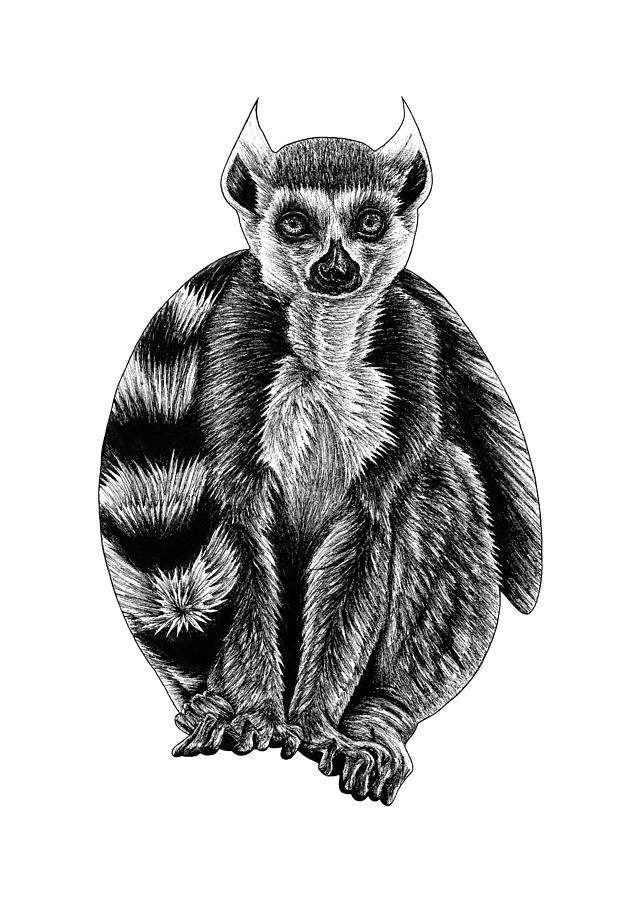 Monkey Drawing - Ring-tailed lemur by Loren Dowding
