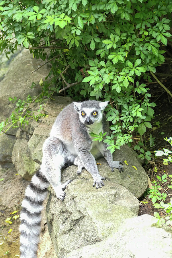 Ring tailed lemur on a stone wall Photograph by Bentley Davis