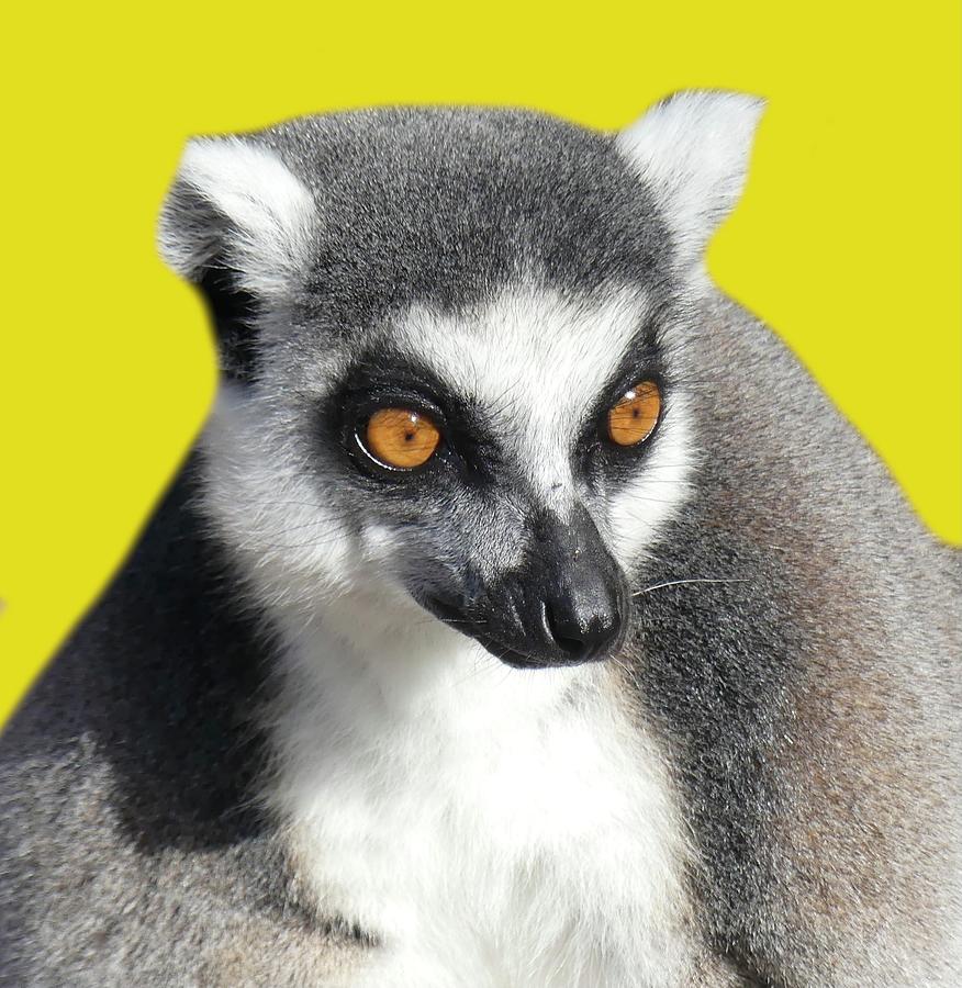 Ring-tailed Lemur On Yellow Photograph by Margaret Saheed