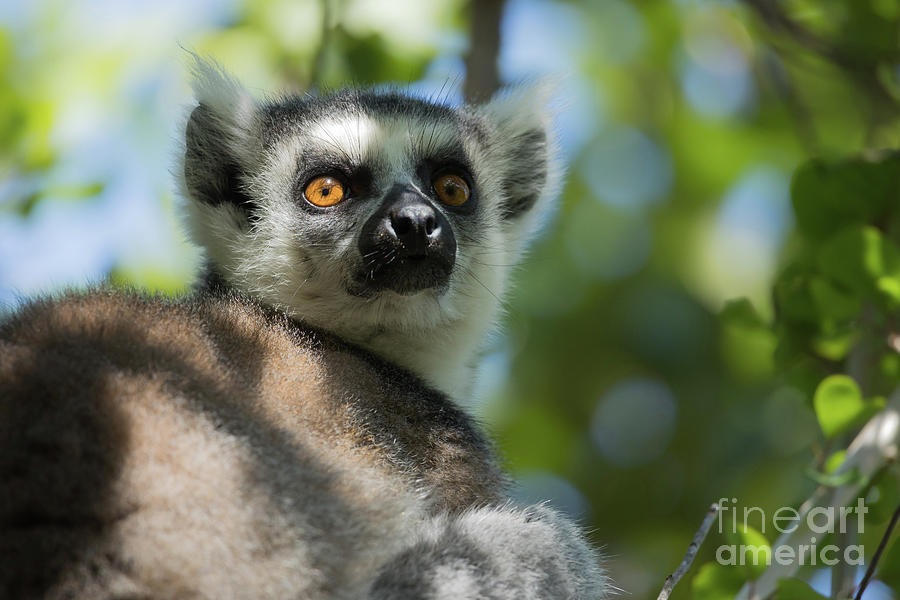 Wildlife Photograph - Ring-Tailed Lemur Portrait by Eva Lechner