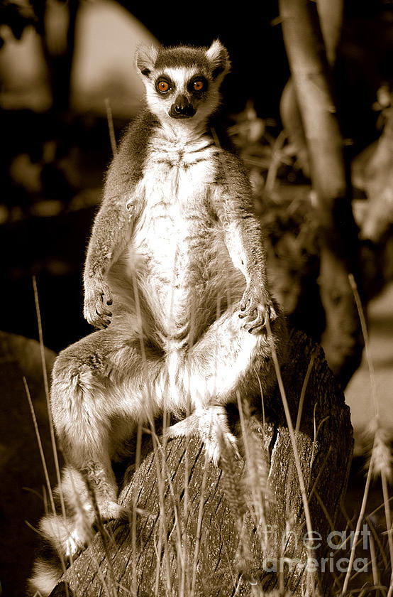 Ring-tailed Lemur sitting in on a tree stump.  Photograph by Gunther Allen