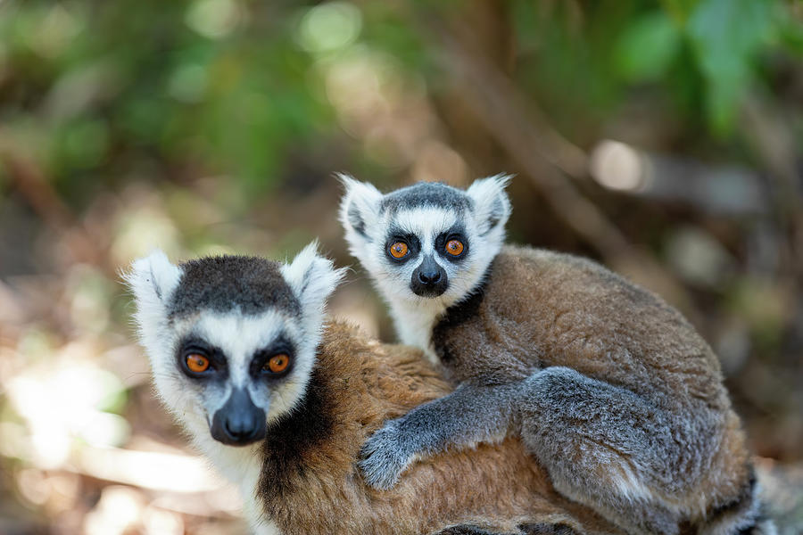 Ring-tailed lemur with baby, Lemur catta, Madagascar wildlife ...