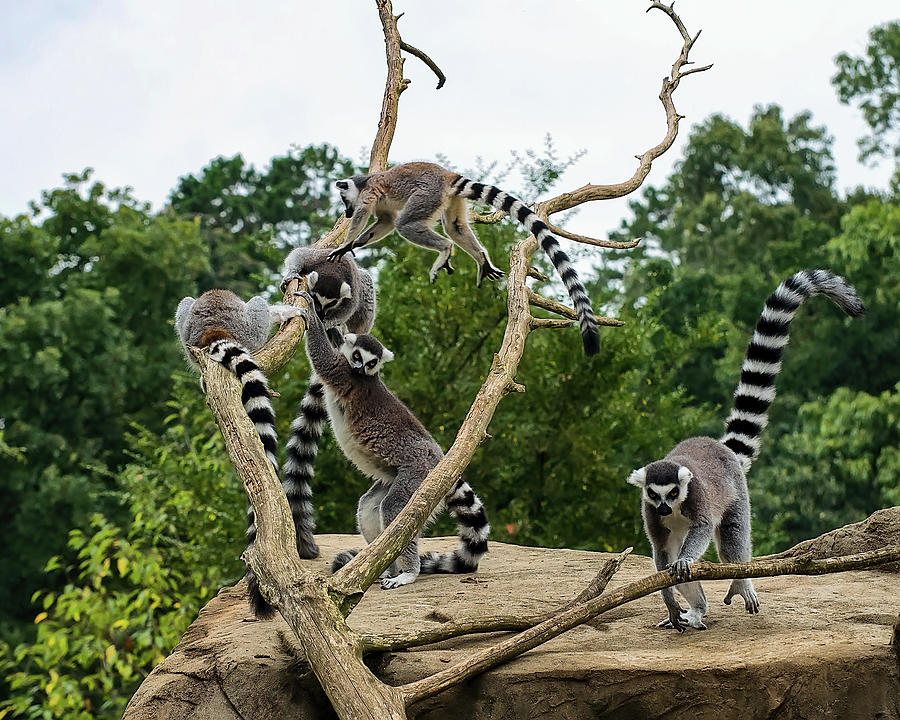 Ring Tailed Lemurs playing Photograph by Flees Photos