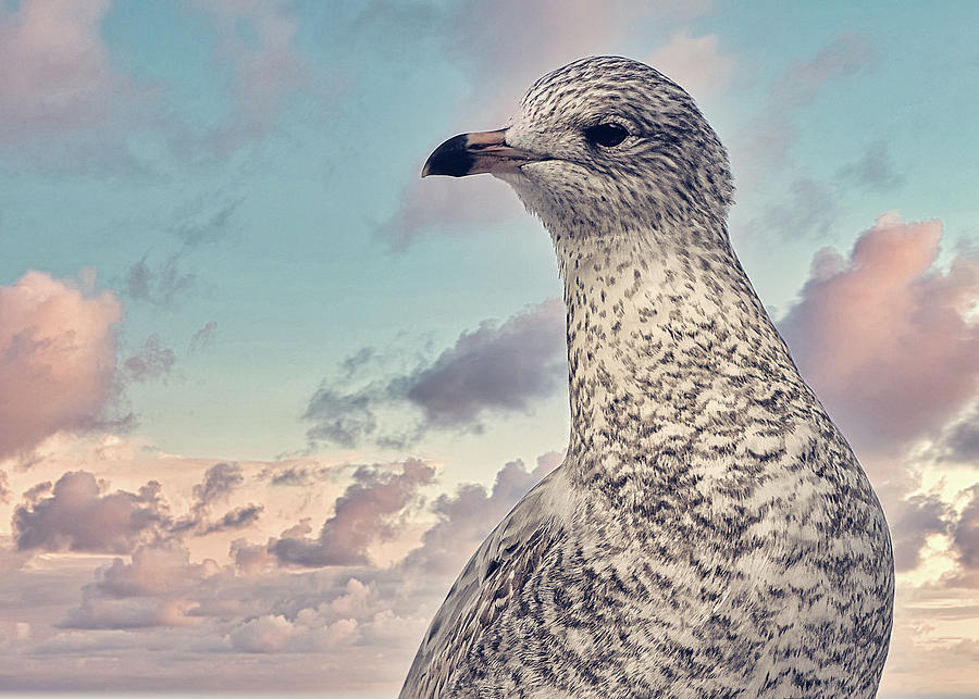 Ringbill Seagull Photograph by Bob Orsillo