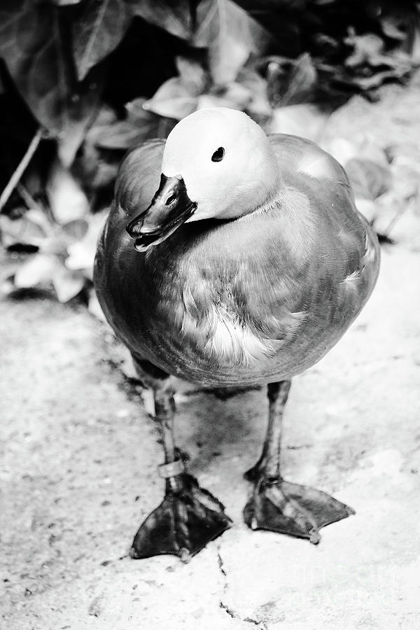 Ringed Duck Jerez Zoo Black and White Vertical Photograph by Eddie Barron
