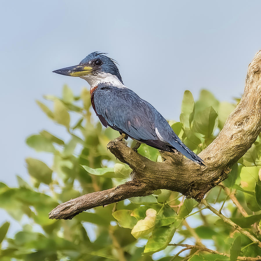 Ringed Kingfisher Guarinocito Caldas Colombia Photograph by Adam Rainoff