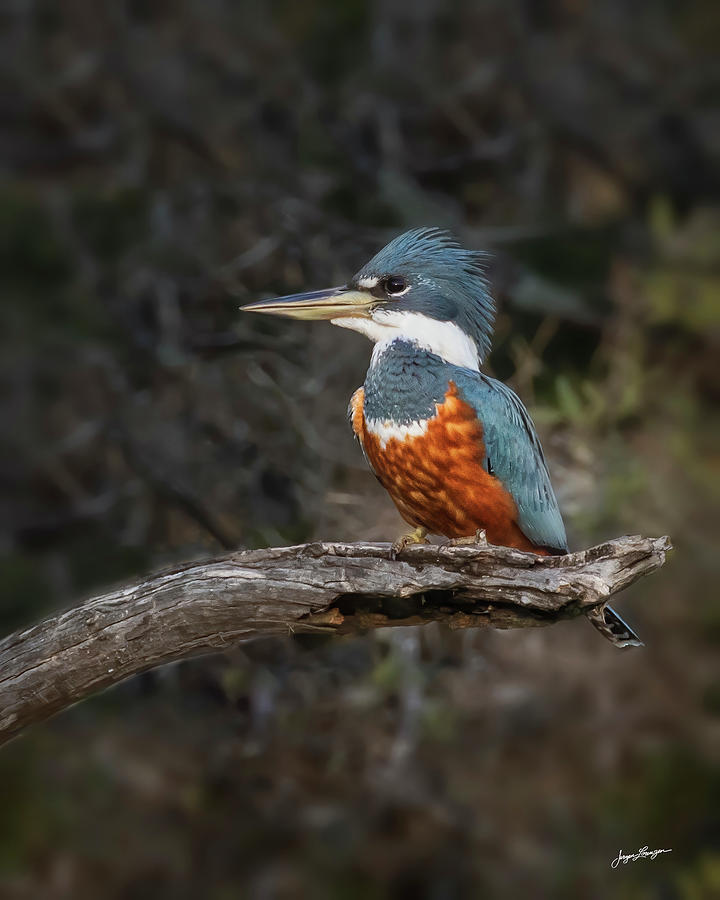 Ringed Kingfisher Photograph by Jurgen Lorenzen