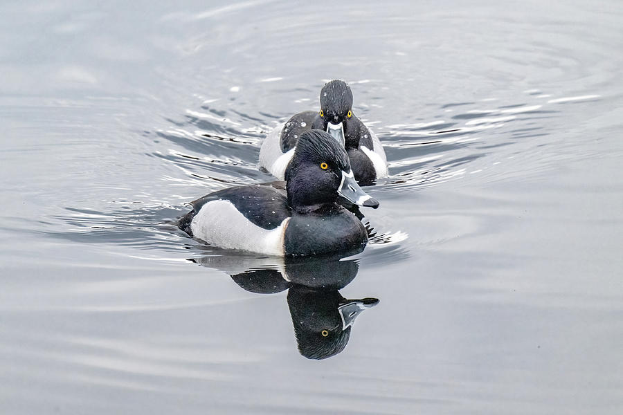 Ringed Neck Duck Pair Photograph by Jerry Cahill