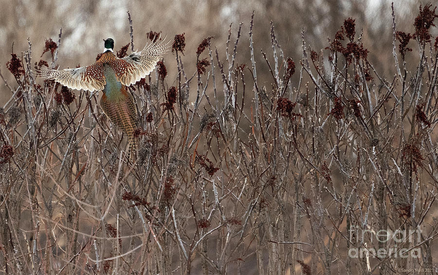 Ringed-Neck-Pheasant on Wild Sumac Photograph by Sandra Rust