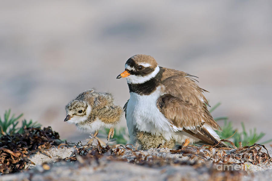 Ringed Plover with Chick Photograph by Arterra Picture Library