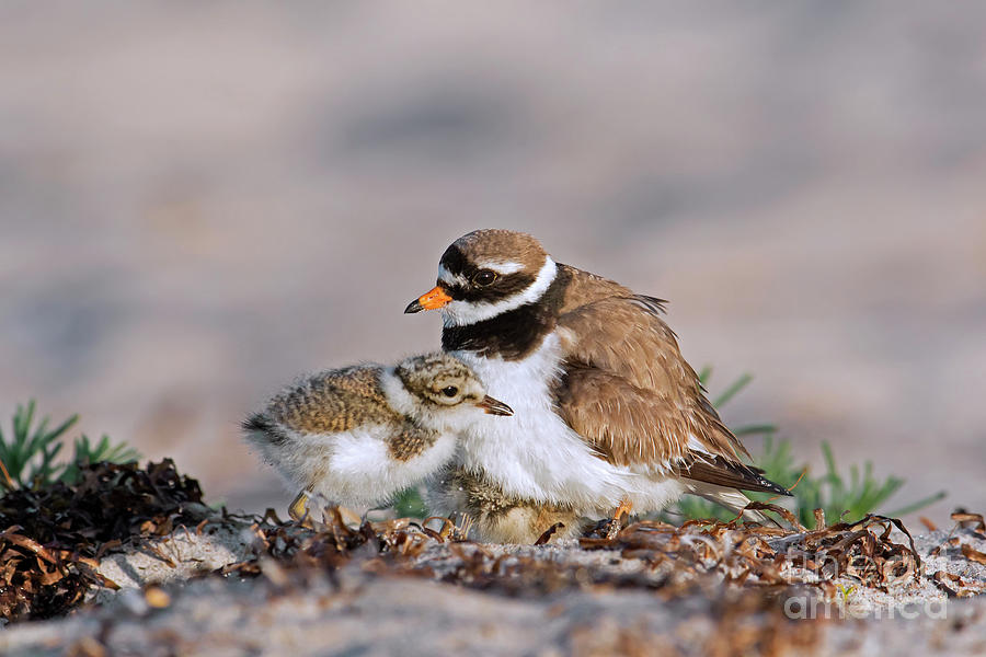 Ringed Plover with Chick on Beach Photograph by Arterra Picture Library