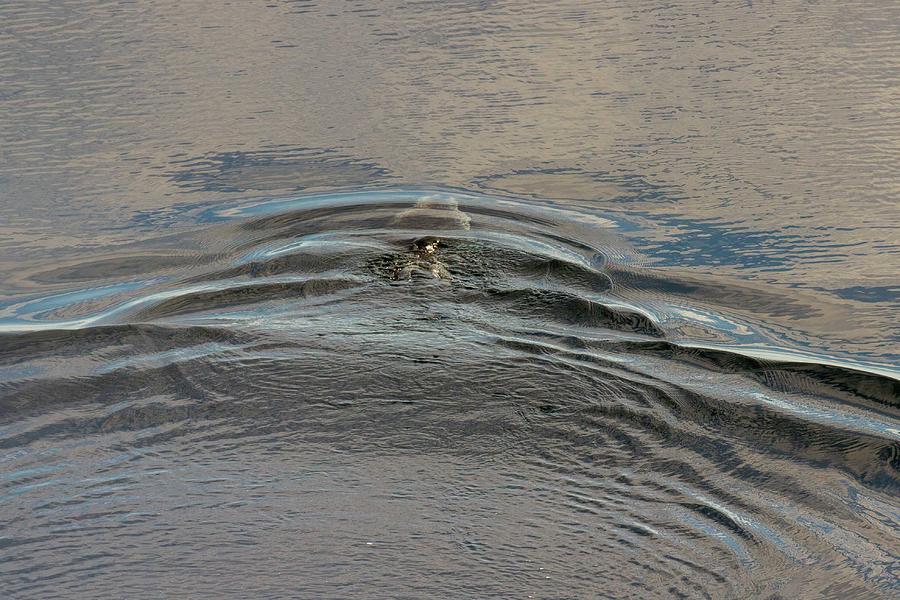 Ringed seal in Canadian high arctic underwater Photograph by Karen ...