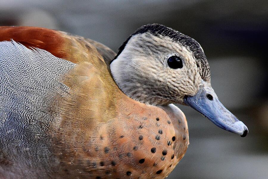 Ringed Teal Photograph by Neil R Finlay