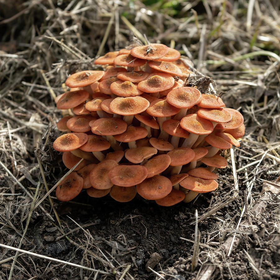 Ringless Honey Mushroom Cluster Photograph by Sharon Popek