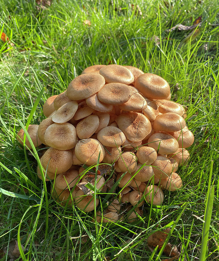 Ringless Honey Mushroom Photograph by Deborah League