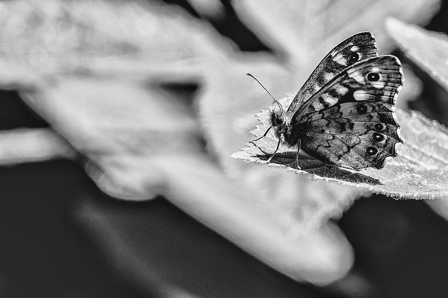 Ringlet Butterfly Black and White Photograph by Scott Lyons