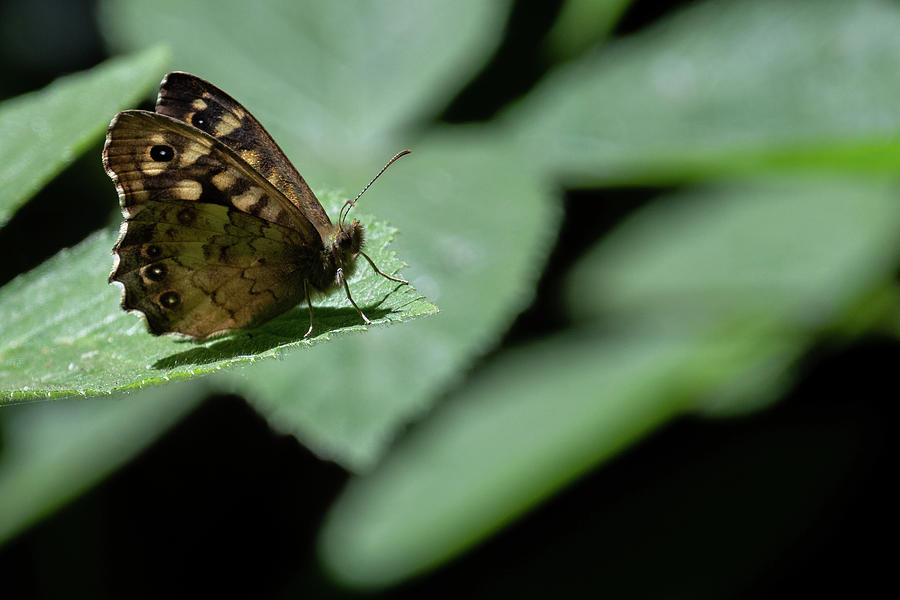 Ringlet butterfly perching on a leaf Photograph by Scott Lyons
