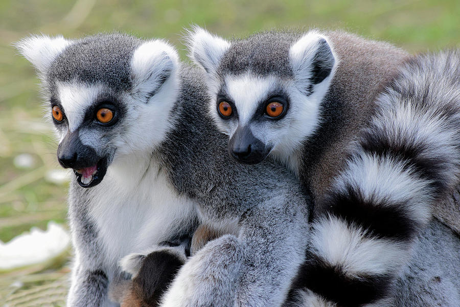 Animal Photograph - Ringtailed Lemur duo with baby by Gareth Parkes