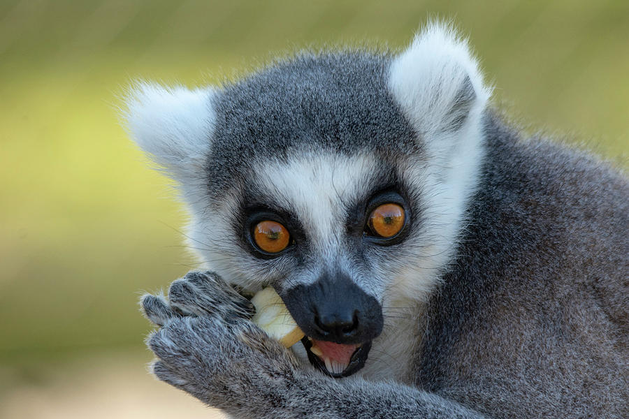 Ringtailed Lemur eating apple Photograph by Gareth Parkes