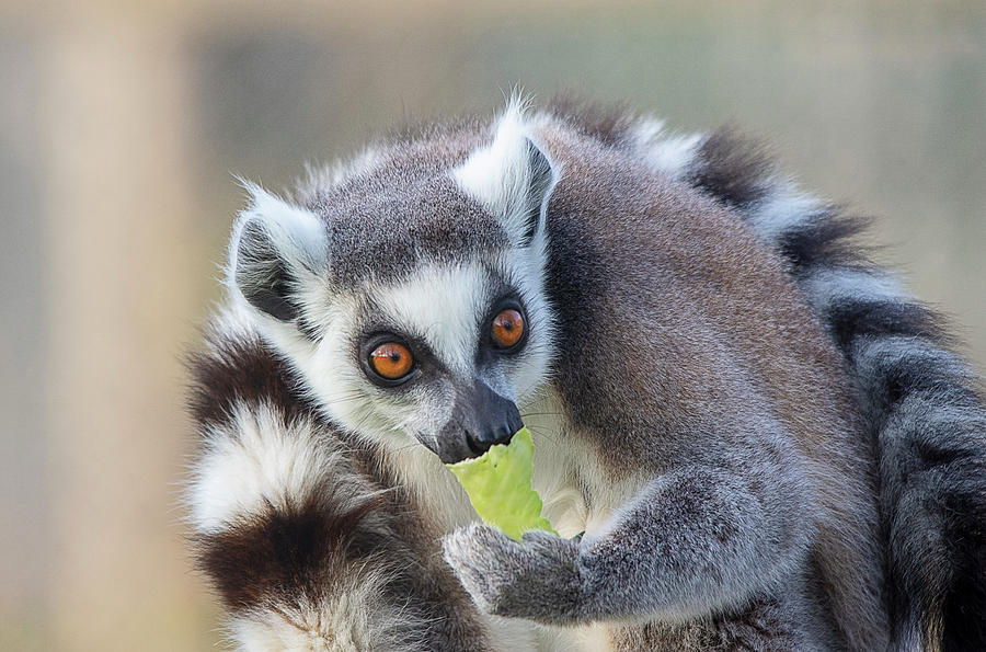 RingTailed Lemur portrait Photograph by Gareth Parkes