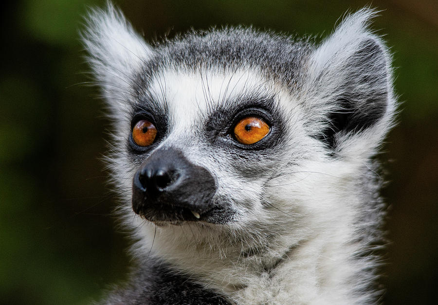 Ringtailed Lemur with bright eyes and scary fangs Photograph by Gareth Parkes