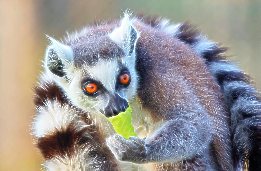 Ringtailed Lemur With Lettuce Digital Art Digital Art