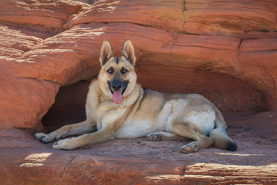 Rinke in Nevada Photograph by Diane Moller Rinke in Nevada Photograph by Diane Moller