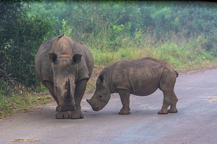 Rhinos of Hluhluwe Game Reserve Photograph by Douglas Wielfaert