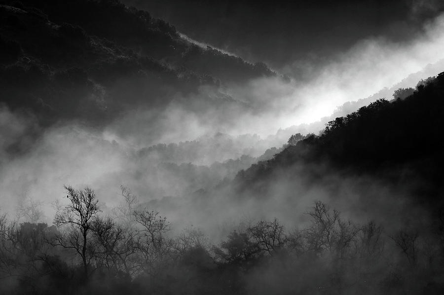 Riparian Fog at Dawn Photograph by Robin Street-Morris