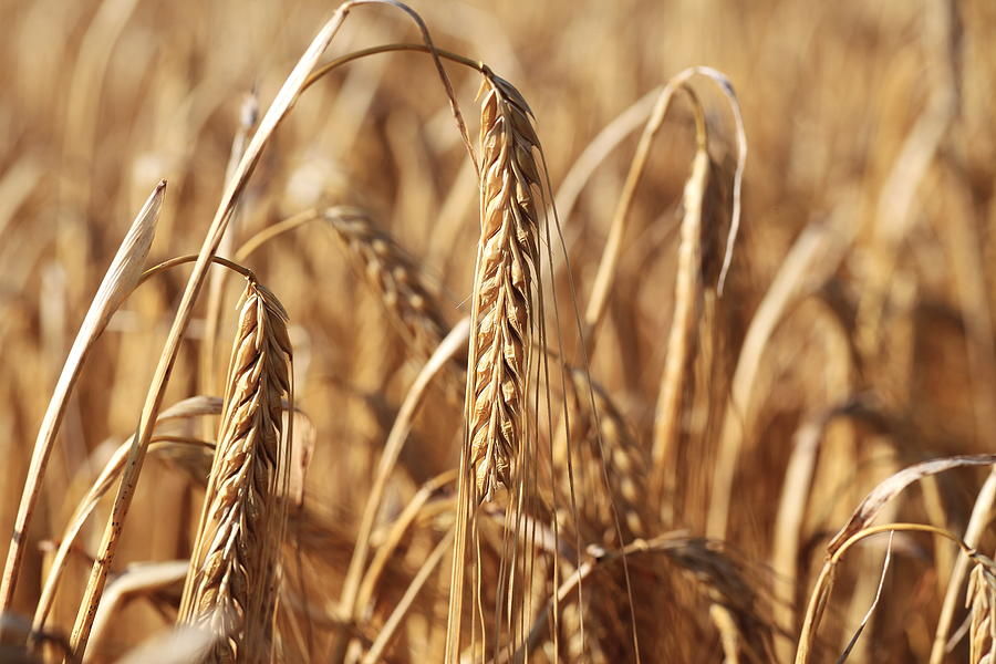 Ripe barley crop Photograph by Pejft