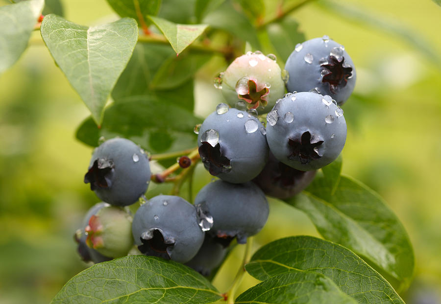Ripe blueberries on bush ready to pick Photograph by Rosemary Calvert