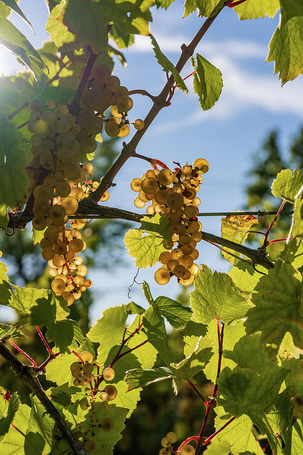 Ripe Grapes Hanging in the Afternoon Sun Photograph by Chad Dikun
